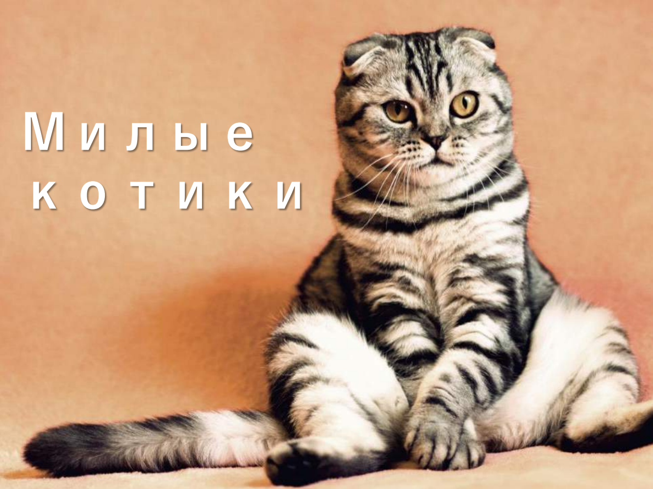 milie-kotyata_compressed_removed.pdf - слайд 1