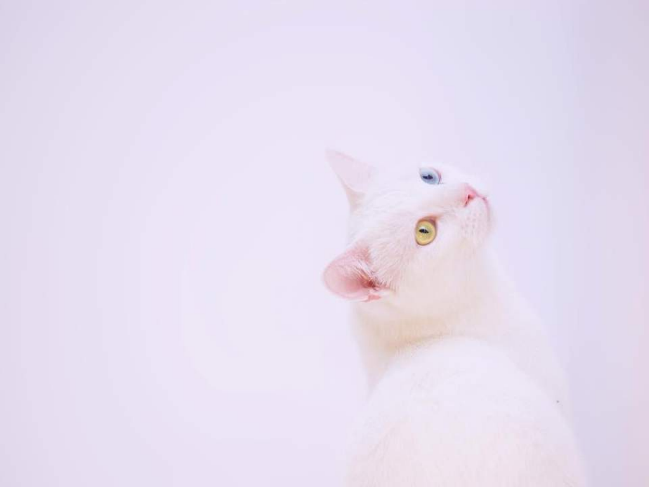 milie-kotyata_compressed_removed.pdf - слайд 3
